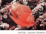 Живой мир черного моря
