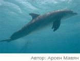 Живой мир черного моря
