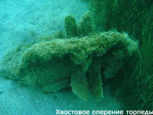 Хвостовое оперение взорвавшейся торпеды
